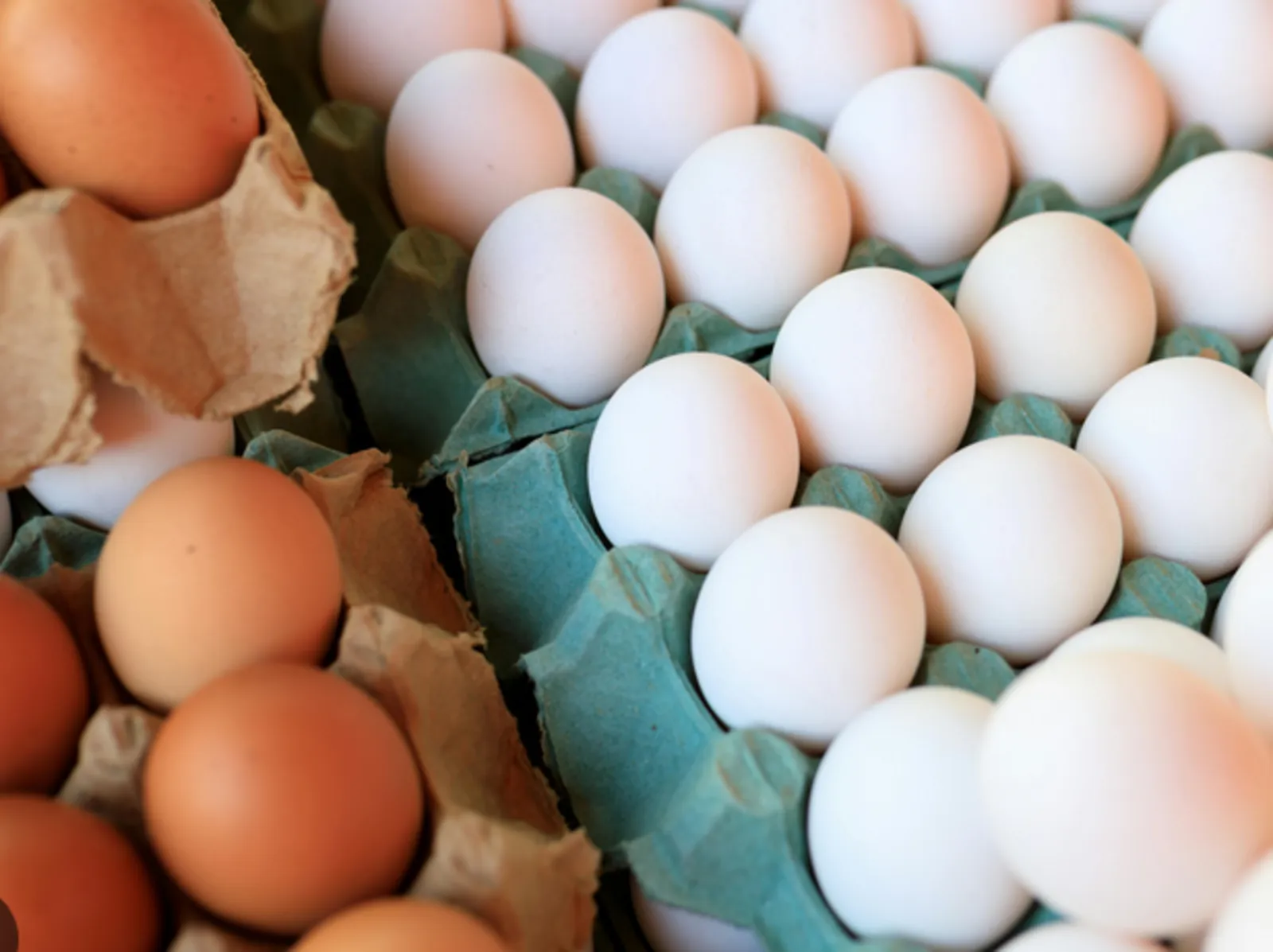 Egg collection