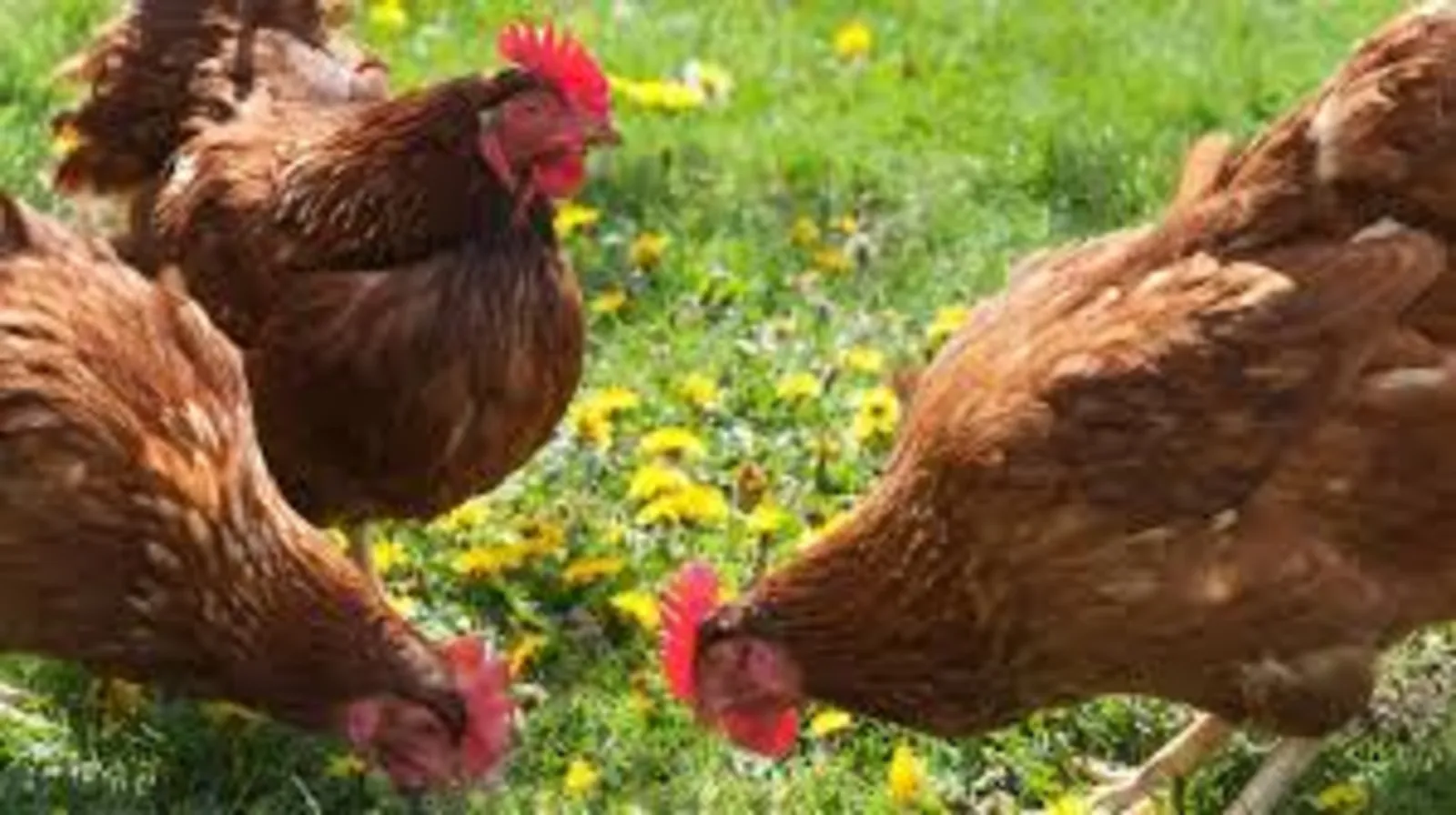 Our hens