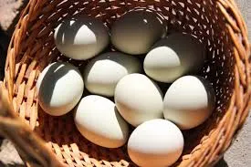 Organic Dozen